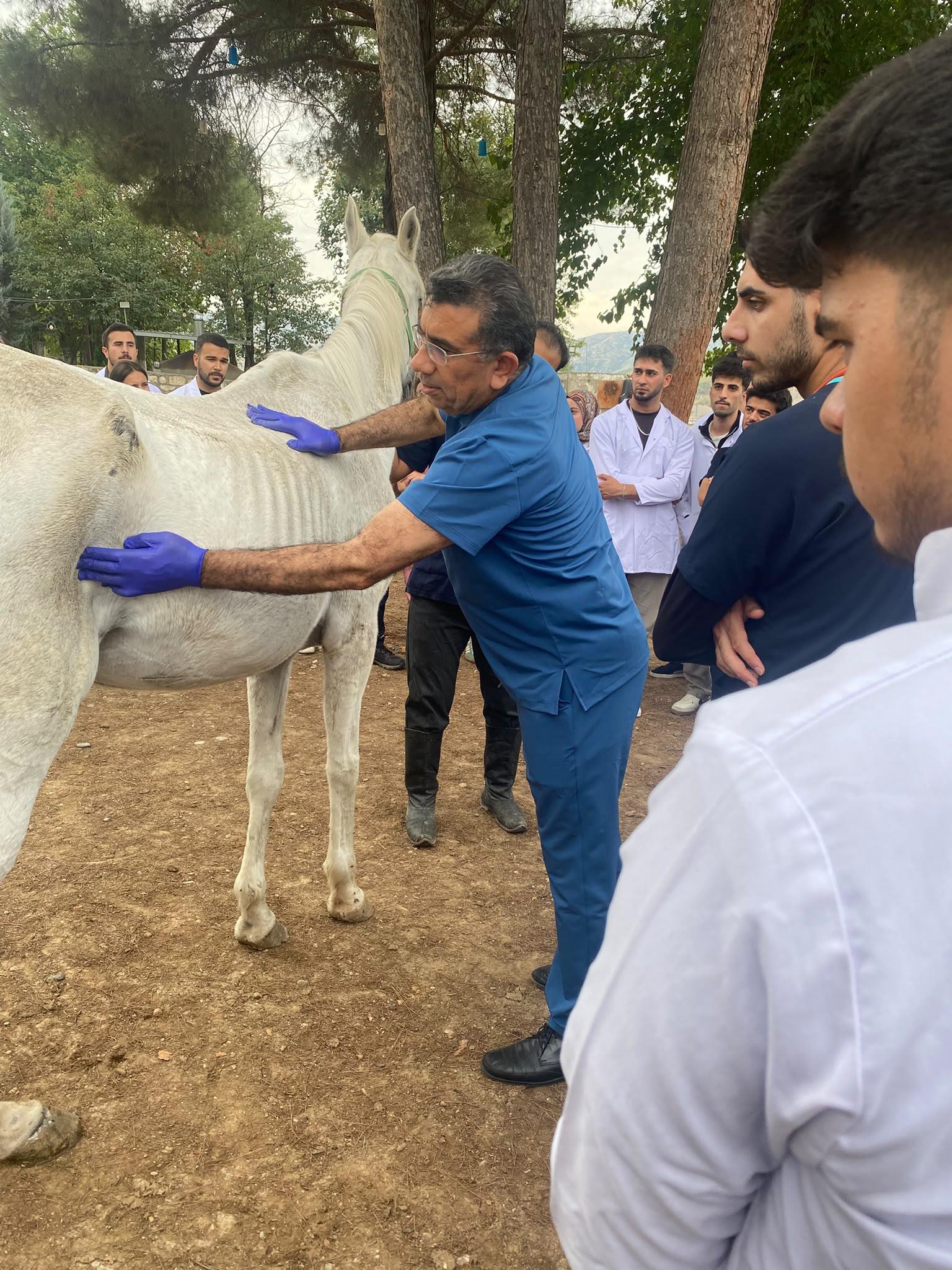 Veteriner Fakültesi İntörn Öğrencilerine Yönelik Uygulamalı At Klinik Muayenesi Eğitimi Gerçekleştirildi