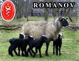 Keçi Çiftliği-Romanov